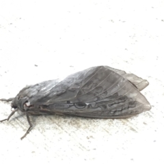 Abantiades atripalpis (Bardee grub/moth, Rain Moth) at Mount Ainslie to Black Mountain - 30 Mar 2020 by YellowButton