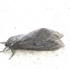 Abantiades atripalpis (Bardee grub/moth, Rain Moth) at Acton, ACT - 31 Mar 2020 by YellowButton