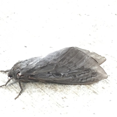 Abantiades atripalpis (Bardee grub/moth, Rain Moth) at Acton, ACT - 31 Mar 2020 by YellowButton