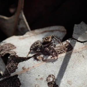 Jotus sp. (genus) at Dunlop, ACT - 29 Mar 2020