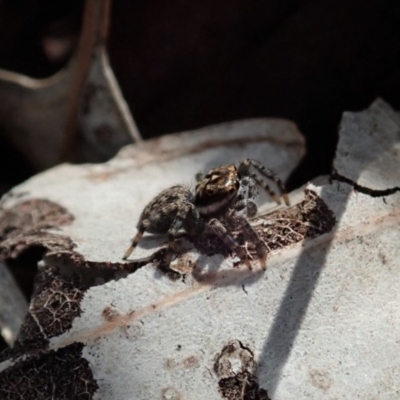 Jotus sp. (genus) (Unidentified Jotus Jumping Spider) at Aranda Bushland - 29 Mar 2020 by CathB