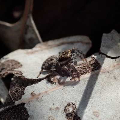 Jotus sp. (genus) (Unidentified Jotus Jumping Spider) at Point 4081 - 29 Mar 2020 by CathB