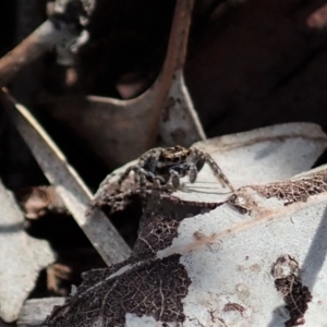 Jotus sp. (genus) at Dunlop, ACT - 29 Mar 2020