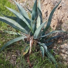 Agave americana (Century Plant) at Stirling, ACT - 31 Mar 2020 by tpreston