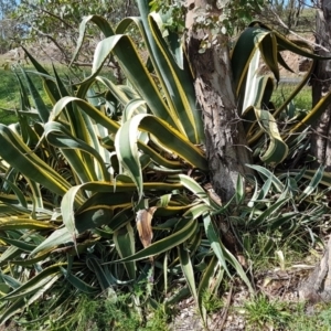 Agave americana at Stirling, ACT - 31 Mar 2020
