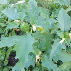 Datura stramonium (Common Thornapple) at Isaacs Ridge - 30 Mar 2020 by Mike