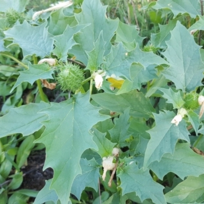 Datura stramonium (Common Thornapple) at Isaacs Ridge and Nearby - 31 Mar 2020 by Mike