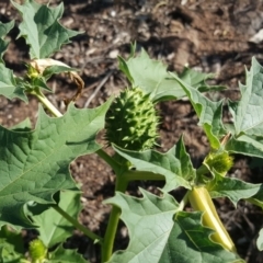 Datura stramonium at Isaacs Ridge and Nearby - 31 Mar 2020