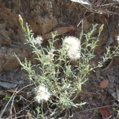 Vittadinia gracilis (New Holland Daisy) at Isaacs Ridge - 30 Mar 2020 by Mike