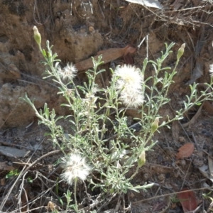 Vittadinia gracilis at Isaacs Ridge and Nearby - 31 Mar 2020