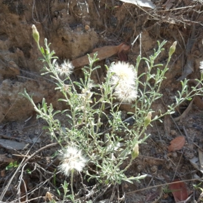 Vittadinia gracilis (New Holland Daisy) at Isaacs Ridge - 30 Mar 2020 by Mike