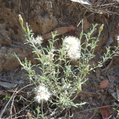 Vittadinia gracilis (New Holland Daisy) at Isaacs, ACT - 30 Mar 2020 by Mike