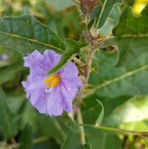 Solanum cinereum at Dunlop, ACT - 31 Mar 2020