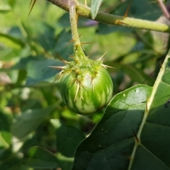 Solanum cinereum at Dunlop, ACT - 31 Mar 2020