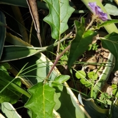 Solanum cinereum at Dunlop, ACT - 31 Mar 2020