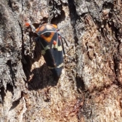 Eurymeloides pulchra (Gumtree hopper) at Lower Molonglo Water Quality Control Centre - 31 Mar 2020 by trevorpreston