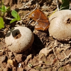 Bovista (A puffball) at Dunlop, ACT - 31 Mar 2020 by trevorpreston