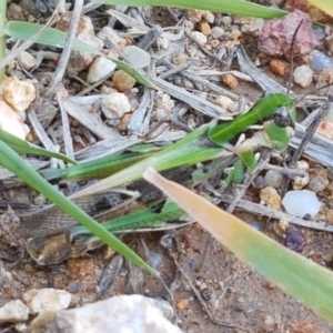 Oedaleus australis at Dunlop, ACT - 31 Mar 2020