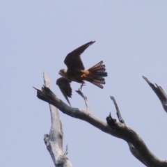 Falco longipennis (Australian Hobby) at Black Range, NSW - 31 Mar 2020 by MatthewHiggins