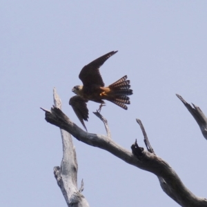 Falco longipennis at Black Range, NSW - 31 Mar 2020