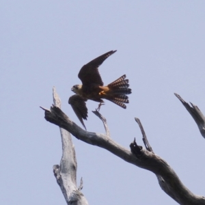 Falco longipennis at Black Range, NSW - 31 Mar 2020 02:27 PM