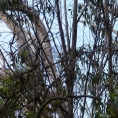 Falco longipennis at Black Range, NSW - 31 Mar 2020 02:27 PM