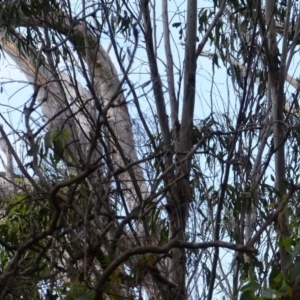 Falco longipennis at Black Range, NSW - 31 Mar 2020 02:27 PM