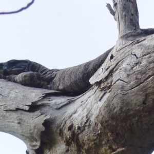 Varanus varius at Black Range, NSW - 31 Mar 2020