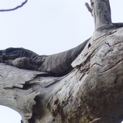 Varanus varius (Lace Monitor) at Black Range, NSW - 31 Mar 2020 by MatthewHiggins