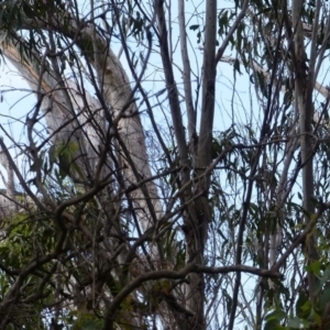 Varanus varius at Black Range, NSW - 31 Mar 2020