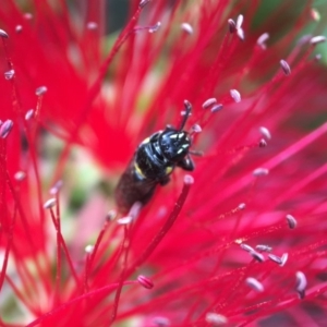 Hylaeus (Hylaeorhiza) nubilosus at Yarralumla, ACT - 31 Mar 2020