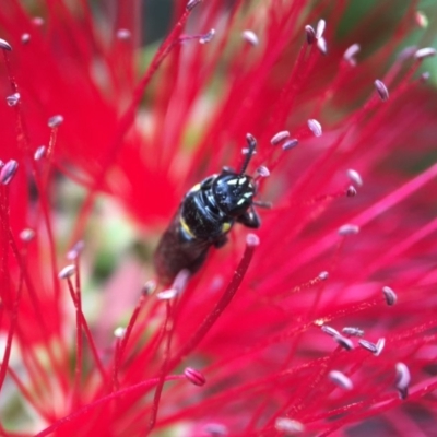 Hylaeus (Hylaeorhiza) nubilosus (A yellow-spotted masked bee) at Yarralumla, ACT - 31 Mar 2020 by PeterA