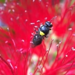 Hylaeus (Hylaeorhiza) nubilosus at Yarralumla, ACT - 31 Mar 2020