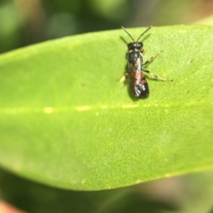 Hylaeus (Prosopisteron) littleri at Yarralumla, ACT - 31 Mar 2020