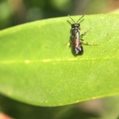 Hylaeus (Prosopisteron) littleri (Hylaeine colletid bee) at Yarralumla, ACT - 31 Mar 2020 by PeterA