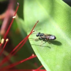 Hylaeus (Prosopisteron) littleri at Yarralumla, ACT - 31 Mar 2020