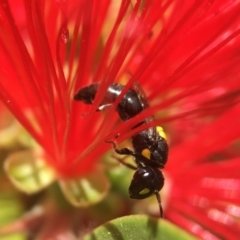 Hylaeus (Euprosopoides) rotundiceps at Yarralumla, ACT - 31 Mar 2020