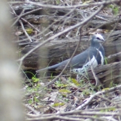 Leucosarcia melanoleuca (Wonga Pigeon) at Black Range, NSW - 31 Mar 2020 by MatthewHiggins