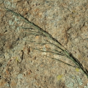 Eragrostis curvula at Isaacs Ridge and Nearby - 31 Mar 2020