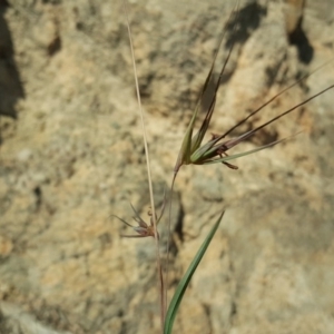 Themeda triandra at Isaacs, ACT - 31 Mar 2020 04:37 AM