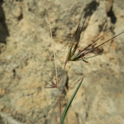 Themeda triandra (Kangaroo Grass) at Isaacs Ridge - 30 Mar 2020 by Mike