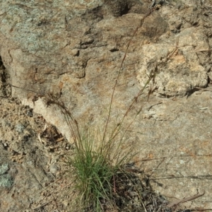 Cymbopogon refractus at Isaacs Ridge and Nearby - 31 Mar 2020