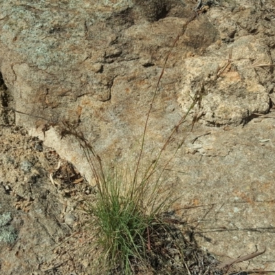 Cymbopogon refractus (Barbed-wire Grass) at Isaacs Ridge - 30 Mar 2020 by Mike