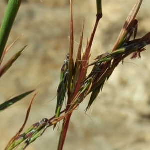 Cymbopogon refractus at Isaacs Ridge and Nearby - 31 Mar 2020