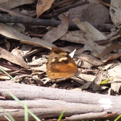 Heteronympha merope (Common Brown Butterfly) at Black Range, NSW - 31 Mar 2020 by MatthewHiggins