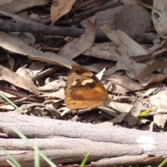 Heteronympha merope (Common Brown) at Black Range, NSW - 31 Mar 2020 by MatthewHiggins