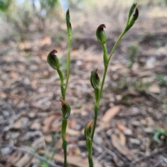 Speculantha rubescens (Blushing Tiny Greenhood) at Denman Prospect, ACT - 31 Mar 2020 by AaronClausen