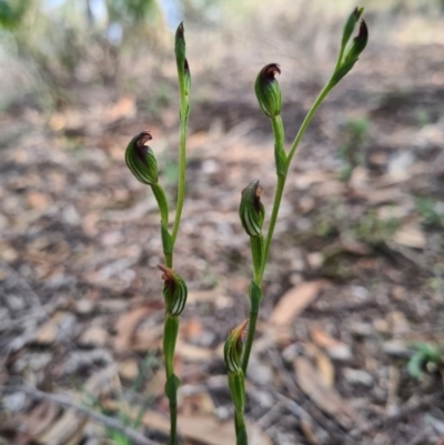 Speculantha rubescens (Blushing Tiny Greenhood) at Denman Prospect, ACT - 31 Mar 2020 by AaronClausen