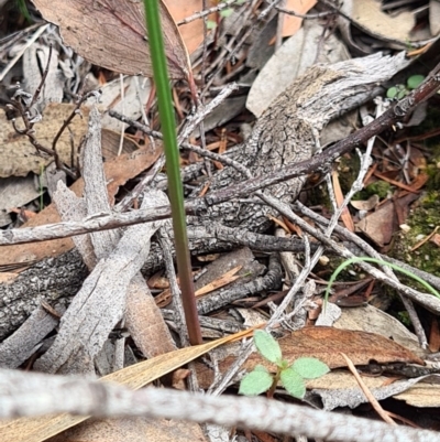 Thelymitra (Genus) (Sun Orchid) at Denman Prospect, ACT - 31 Mar 2020 by AaronClausen