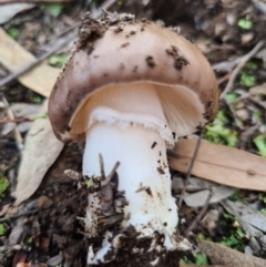 Amanita sp. (Amanita sp.) at Denman Prospect, ACT - 30 Mar 2020 by AaronClausen